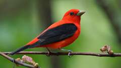 1: Scarlet Tanager 0C3_0670