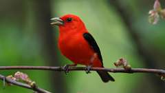 2: Scarlet Tanager 0C3_0677