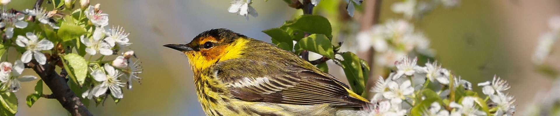 Click to show or hide the buttons