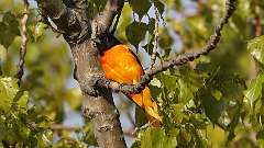 8: Baltimore Oriole 0C3_0199