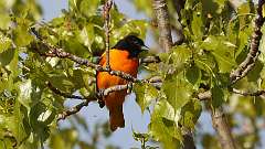 9: Baltimore Oriole 0C3_0205