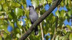 5: Gray Catbird 0C3_0052