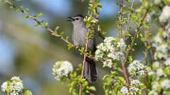 7: Gray Catbird 0C3_0138