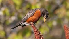 12: robin 0C3_0652