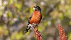 10: robin 0C3_0667