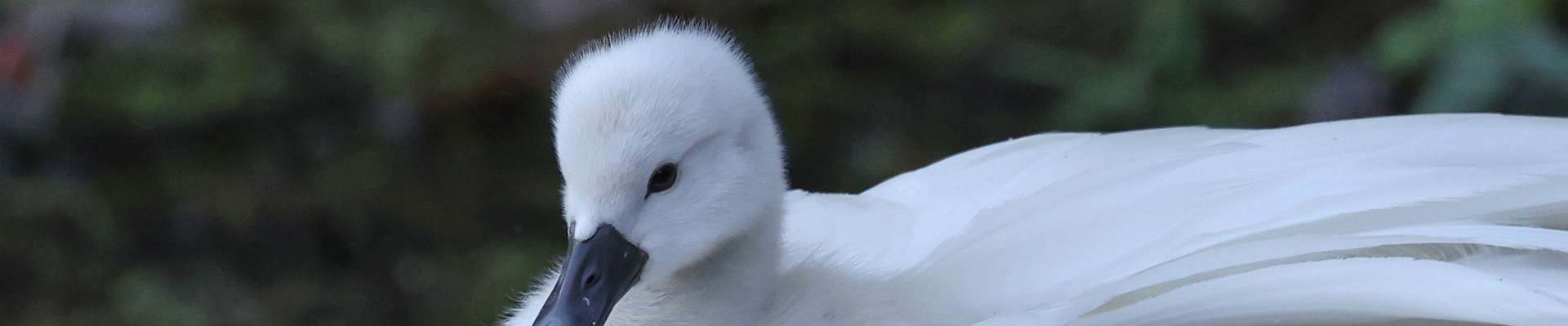 Click to show or hide the buttons