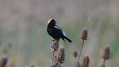 1: bobolink  0C3_1219