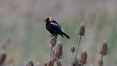 2: bobolink  0C3_1225