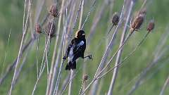 3: bobolink 0C3_1180