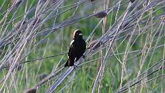 4: bobolink 0C3_1240