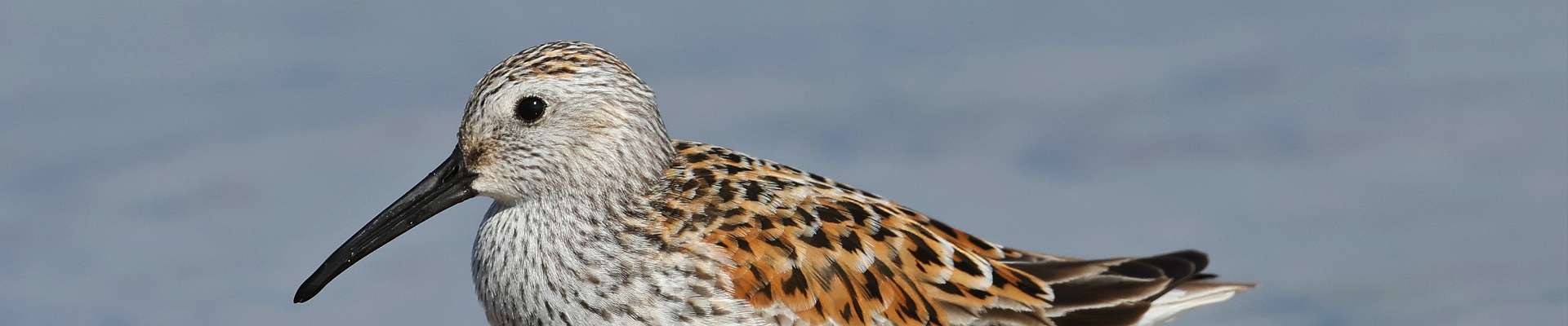 Click to show or hide the buttons