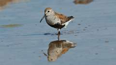 1: dunlin 0C3_1663