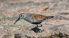 2: dunlin 0C3_1705