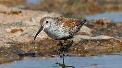 3: dunlin 0C3_1753
