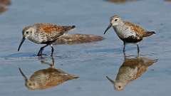 5: dunlin 0C3_1797