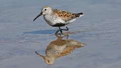 6: dunlin 0C3_1889