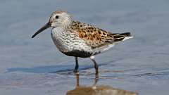 7: dunlin 0C3_1895