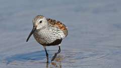 8: dunlin 0C3_1910