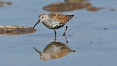 9: dunlin 0C3_1973