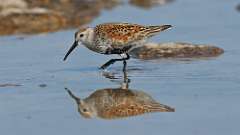 10: dunlin 0C3_1982