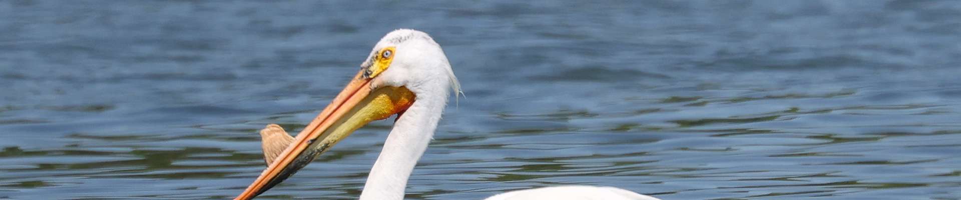 Click to show or hide the buttons