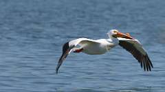 4: American white pelican 0C3_0346
