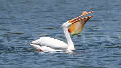 11: American white pelican 0C3_0957