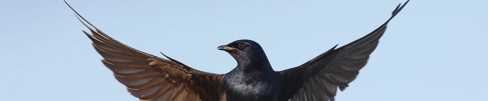 Click to show or hide the buttons