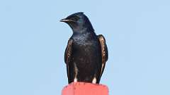 2: Purple Martin 0C3_2914
