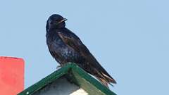 4: Purple Martin 0C3_3395