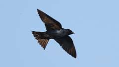 5: Purple Martin 0C3_3412