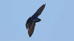 6: Purple Martin 0C3_3439