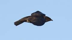 7: Purple Martin 0C3_3507