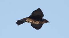 8: Purple Martin 0C3_3517