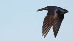 9: Purple Martin 0C3_3573