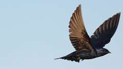10: Purple Martin 0C3_3574