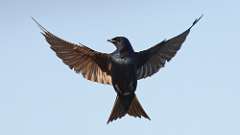 11: Purple Martin 0C3_3698