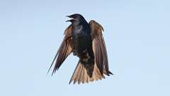 12: Purple Martin 0C3_3699