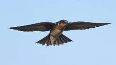 1: purple martin 0C3_2904