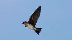 3: purple martin 0C3_2952