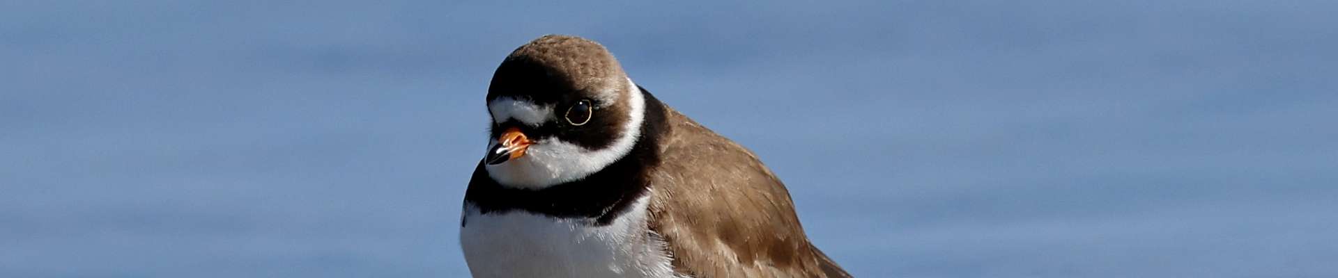 Click to show or hide the buttons