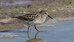 7: Least Sandpiper 0C3_2291