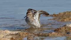 3: Least Sandpiper 0C3_2402