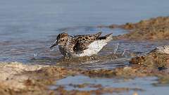 4: Least Sandpiper 0C3_2425