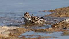 5: Least Sandpiper 0C3_2454