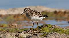 6: Least Sandpiper 0C3_2593