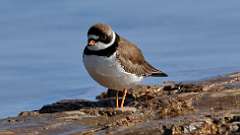 1: plover 0C3_2072