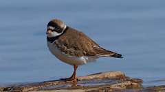 2: plover 0C3_2144
