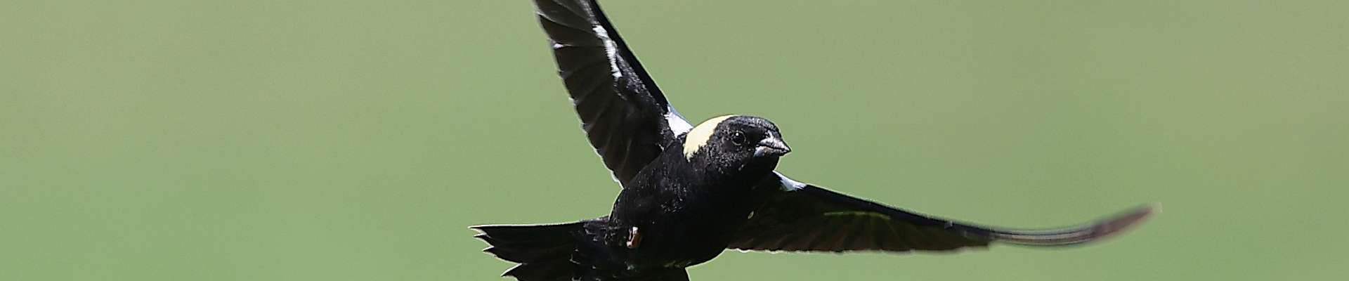 Click to show or hide the buttons