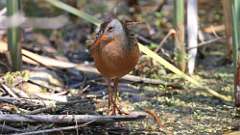 6: Virginia Rail 0C3_0544